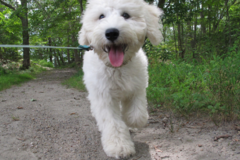 Request Quote: Brew City Pet Services, LLC - Cudahy, WI