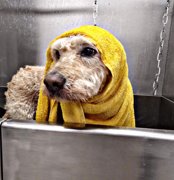 Bubbles N Bows Pet Grooming Fort Lupton, CO