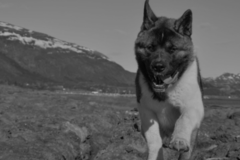 Request Quote: Inspire Canine - Private Dog Coaching  - San Diego, CA