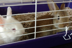 Request Quote: Canine Country Club Pet Resort and Kitty City  - Los Fresnos, TX
