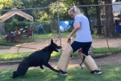 Request Quote: Cappel Canine - Dog Behavior and Dog Training Center - Cross Timber, TX