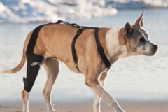 Request Quote: Walkabout Harnesses - Dog Physical Therapy  - Santa Cruz, CA