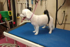Request Quote: Carolyn's Pampering Pawz - Pet Grooming - Benton, KY