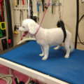 Carolyn's Pampering Pawz - Pet Grooming - Benton, KY