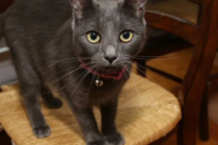 Request Quote: Cats@Home, LLC - Cat Sitting Services - Chapel Hill, NC