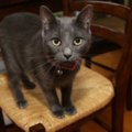 Cats@Home, LLC - Cat Sitting Services - Chapel Hill, NC