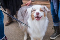 Request Quote: Competent Pup - Certified Dog Training - Los Angeles, CA