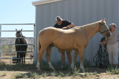 Request Quote: Micky Doyle - Licensed Animal Chiropractor  - Reno, NV