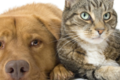 Request Quote: Dr. Cheryl Tarateta - Animal Chiropractic Care - Fairhaven, MA
