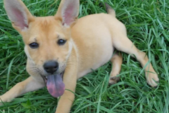 Request Quote: Daisy Mae’s Pet Service - New Carlisle, OH