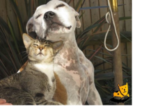 Request Quote: Daylily Pet Care - Pet Boarding - Pet Grooming - More - Whitingham, VT
