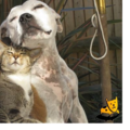 Daylily Pet Care - Pet Boarding - Pet Grooming - More - Whitingham, VT