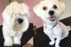 Request Quote: Desired Styles Mobile Pet Grooming - Jurupa Valley, CA