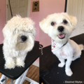 Desired Styles Mobile Pet Grooming - Jurupa Valley, CA