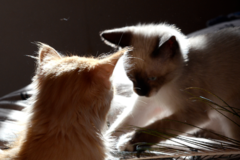 Request Quote: Animal Communication - Radiant Soul Sanctuary - Nationwide
