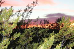 Request Quote: Tucson Equine Vet Services - Animal Homeopathy - Tucson, AZ