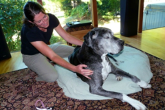 Request Quote: Timber Tails Mobile Animal Massage Pet Therapies  - Gig Harbor, WA