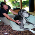 Timber Tails Mobile Animal Massage Pet Therapies  - Gig Harbor, WA