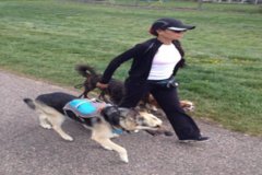 Request Quote: Jessica's Private Dog Training Service - Brighton, CO