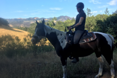 Request Quote: A Length Ahead - Equine and Canine Massage Therapy - Winters, CA