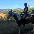 A Length Ahead - Equine and Canine Massage Therapy - Winters, CA