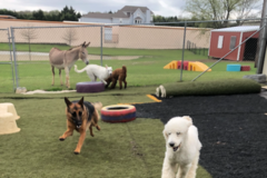 Request Quote: The Dog House Inc. - Pet Boarding Care - Rockwall, TX