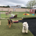 The Dog House Inc. - Pet Boarding Care - Rockwall, TX