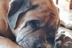 Request Quote: Lingo Dog Training - Fairfield, IA