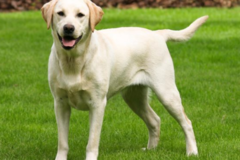 Request Quote: Midway Dog Academy - Private Dog Training - Naperville, IL