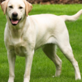 Midway Dog Academy - Private Dog Training - Naperville, IL