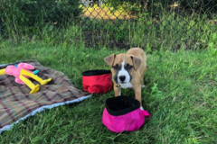 Request Quote: Nantucket K9 Obedience - Private Dog Training Service - Plymouth, MA