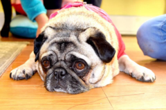 Request Quote: K9 Pawformance Mobile Animal Massage - Fitchburg, MA