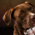 Drake Design Pet Photography - Lubbock, TX