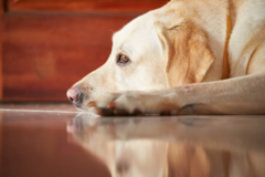 Request Quote: Dulci Paws - Dog Walking - Pet Sitting  - San Fernando Valley, CA