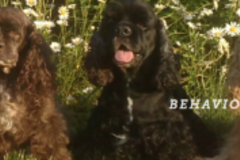 Request Quote: EZK9 Training Solutions - In Home Dog Trainer - Downers Grove, IL
