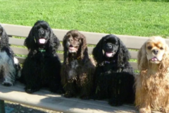 Request Quote: EZK9 Training Solutions - In Home Dog Trainer - Downers Grove, IL