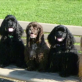 EZK9 Training Solutions - In Home Dog Trainer - Downers Grove, IL