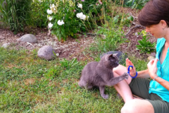 Request Quote: Felidae Behavior Consulting - Cat Training Specialist - Nationwide