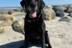 Request Quote: Urban K-9 - Private In Home Dog Training - Brooklyn, NY