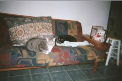 Request Quote: Myrna's Pet Boarding and Pet Sitting Services - Brooklyn, NY