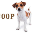 Scoops Pet Waste Management - Middleton, WI