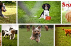 Request Quote: ScoopyPoo  DoggyDoo PickUp - Edina, MN