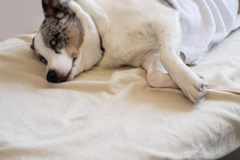 Request Quote: YES Massage - Equine and Canine Massage - Rochester, MN