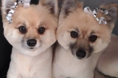 Request Quote: K9Design Mobile Pet Salon, LLC - Mobile Groomer - Finchville, KY
