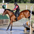 Four Star Farm - Equine Training - Dixon, CA