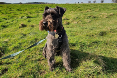 Request Quote: In Home Private Dog Training With Jas