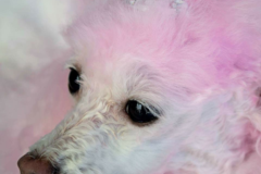 Request Quote: Furrytails Pet Spa - Mobile Pet Grooming - Marrero, LA