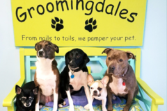 Request Quote: Groomingdales - Collegeville, PA