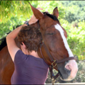 Bernardo Equine Therapy - Equine and Canine Massage Care  - Van Nuys, CA