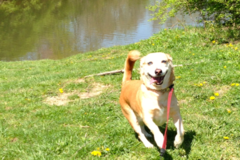 Request Quote: Happy Paws Home Care Pet Sitting Services - Cincinnati, OH